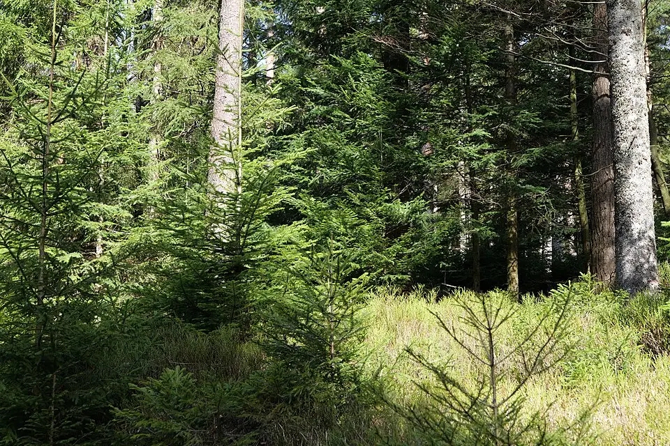 Landschaft und Sehenswürdigkeiten in Schwarzwald für Singlereise Schwarzwald mit dem Bus – Tipps zur Auswahl