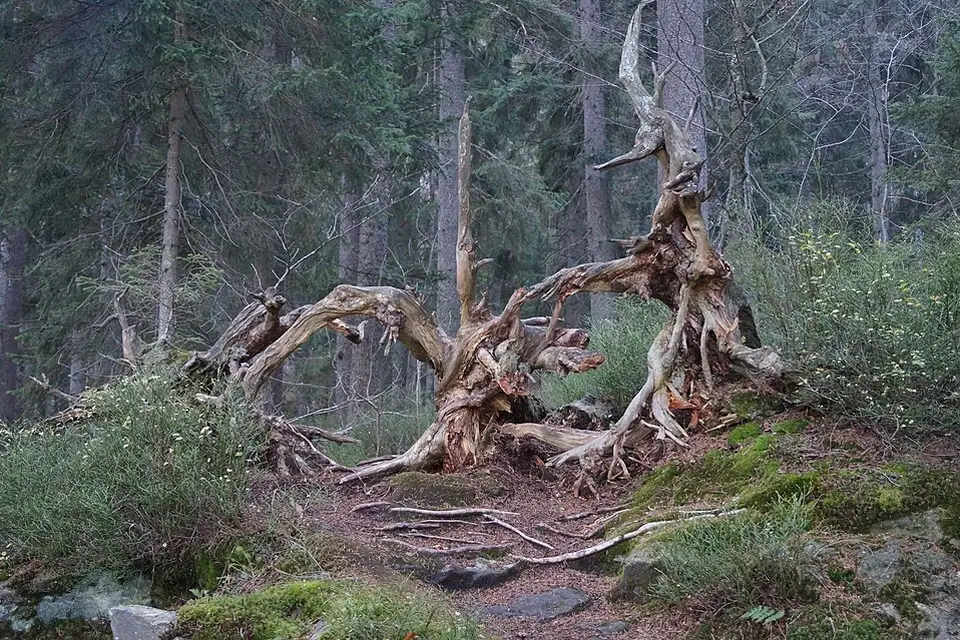 Landschaft und Sehenswürdigkeiten in Bayerischen Wald für Silvesterreise Bayerischer Wald mit dem Bus – ehrlich eingeordnet