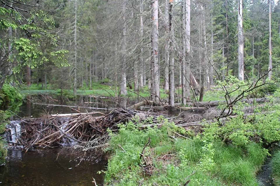 Landschaft und Sehenswürdigkeiten in Bayerischen Wald für Busreise Bayerischer Wald 7 Tage – Reiseguide