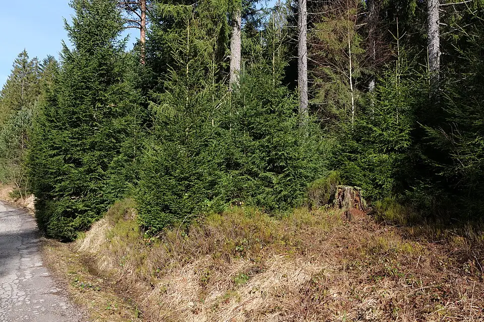 Authentischer Reisemoment in Schwarzwald – passend zu Silvesterreise Schwarzwald mit dem Bus – ehrlich eingeordnet