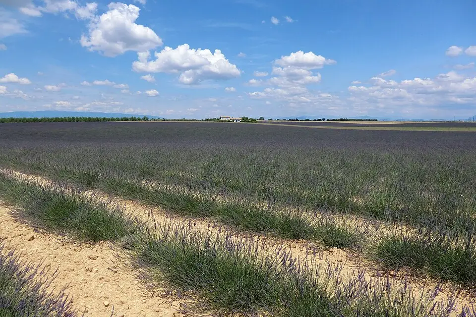 Stimmungsvolle Reiseansicht aus Provence für Busreise Provence mit wenig Gehstrecke – Route & Leistungen