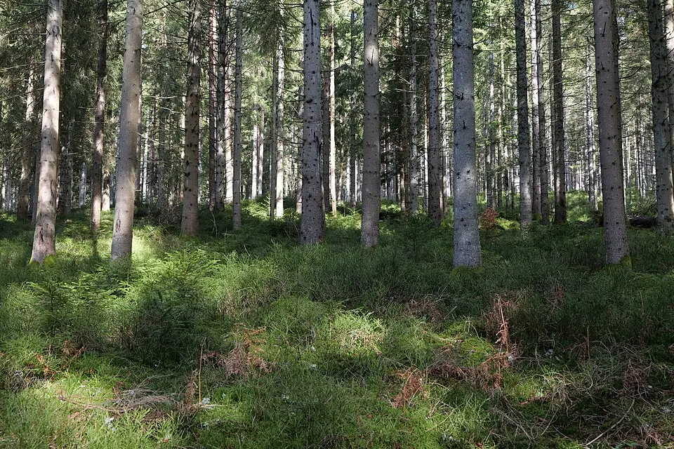 Stimmungsvolle Reiseansicht aus Schwarzwald für Busreise Schwarzwald 7 Tage – Reiseguide