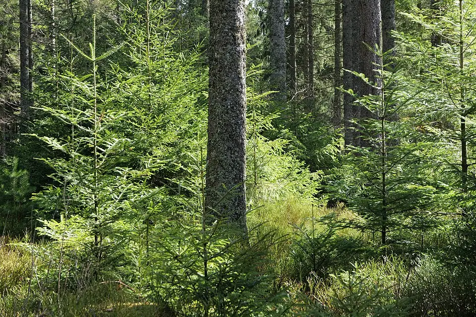 Authentischer Reisemoment in Schwarzwald – passend zu Busreise Schwarzwald im Sommer – Dauer & Komfort
