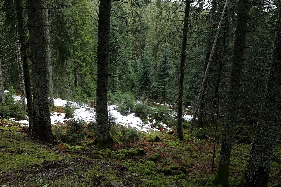 Landschaft und Sehenswürdigkeiten in Schwarzwald für Adventsreise Schwarzwald mit dem Bus – Reiseguide