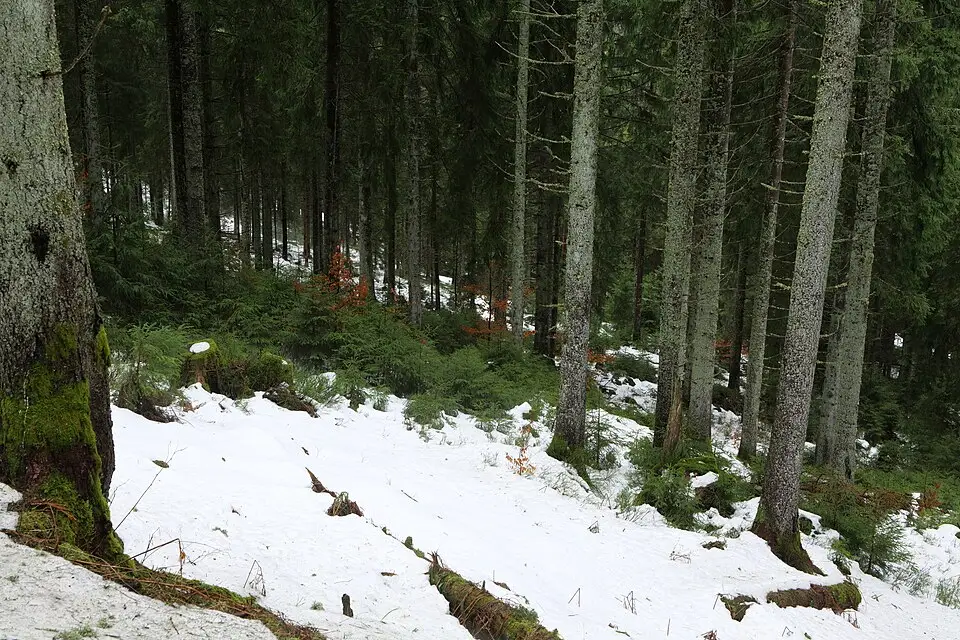 Landschaft und Sehenswürdigkeiten in Schwarzwald für Busreise Schwarzwald ab Berlin – Route & Leistungen