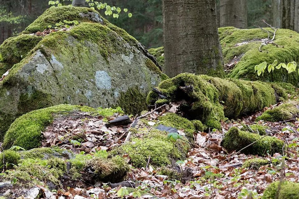 Authentischer Reisemoment in Harz – passend zu Erlebnisreise Harz mit dem Bus – Dauer & Komfort