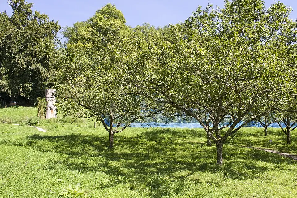 Landschaft und Sehenswürdigkeiten in Bodensee für Busreise Bodensee mit wenig Gehstrecke – ehrlich eingeordnet