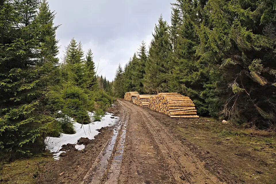 Authentischer Reisemoment in Harz – passend zu Busreise Harz für Alleinreisende – Reisecheck