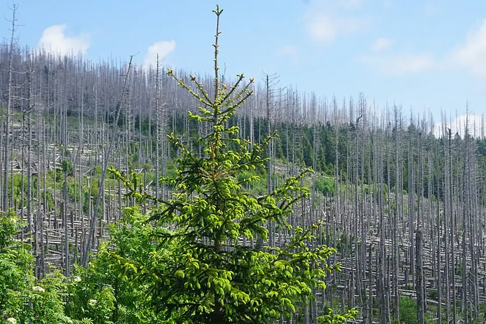 Stimmungsvolle Reiseansicht aus Harz für Rundreise Harz mit dem Bus – Dauer & Komfort