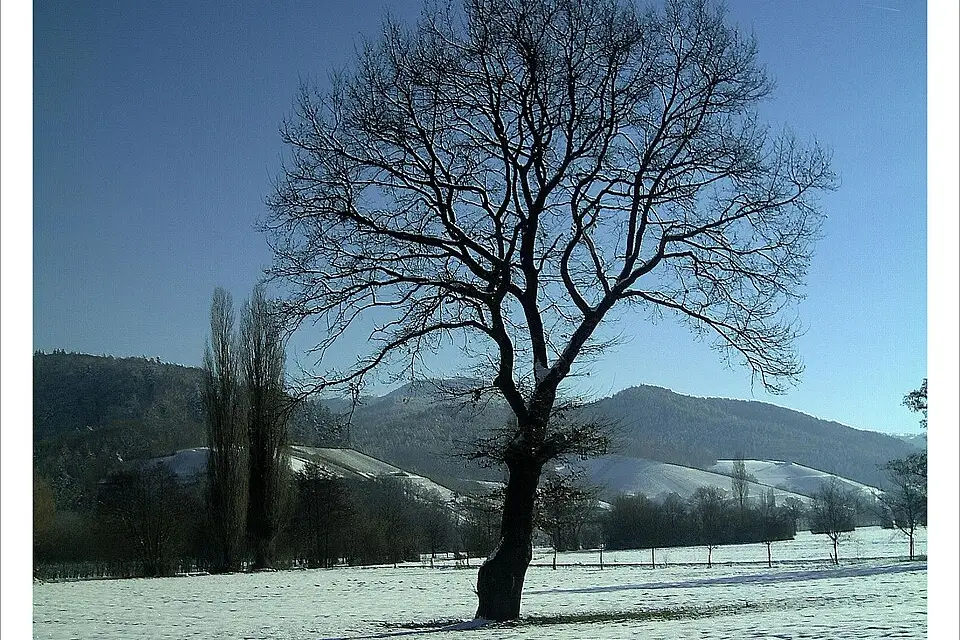 Landschaft und Sehenswürdigkeiten in Rhein für Busreise Romantischer Rhein – Reisecheck