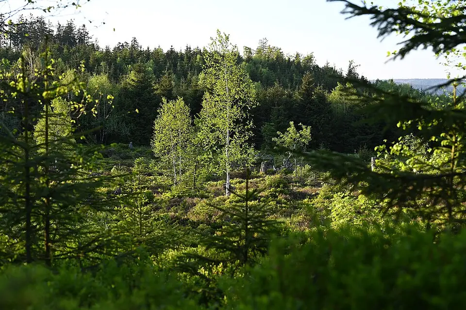 Stimmungsvolle Reiseansicht aus Schwarzwald für Naturreise Schwarzwald mit dem Bus – Route & Leistungen