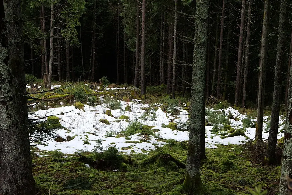 Authentischer Reisemoment in Schwarzwald – passend zu Busreise Schwarzwald ab Stuttgart – ehrlich eingeordnet