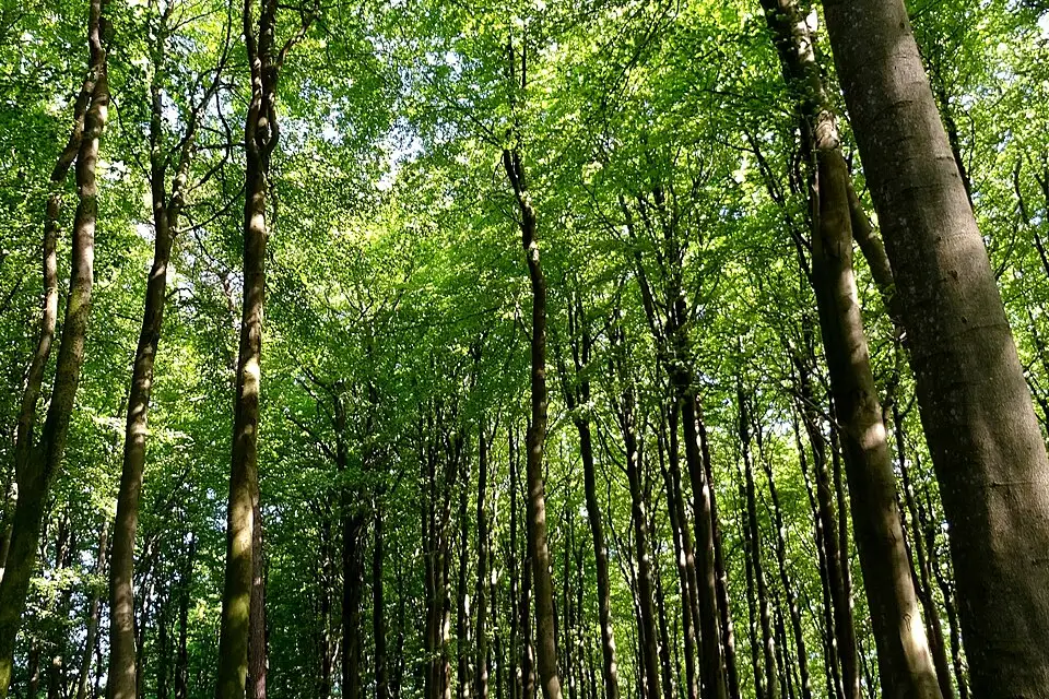 Stimmungsvolle Reiseansicht aus Rügen für Erlebnisreise Rügen mit dem Bus – Route & Leistungen