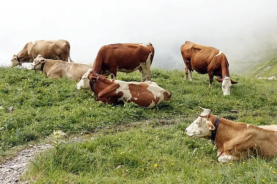 Authentischer Reisemoment in Zillertal – passend zu Busreise Zillertal mit 4-Sterne-Hotel – Reiseguide