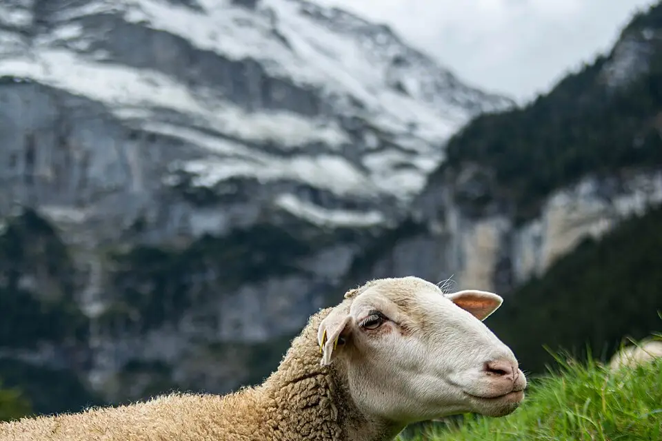 Authentischer Reisemoment in Berner Oberland – passend zu Günstige Busreise Berner Oberland – Dauer & Komfort