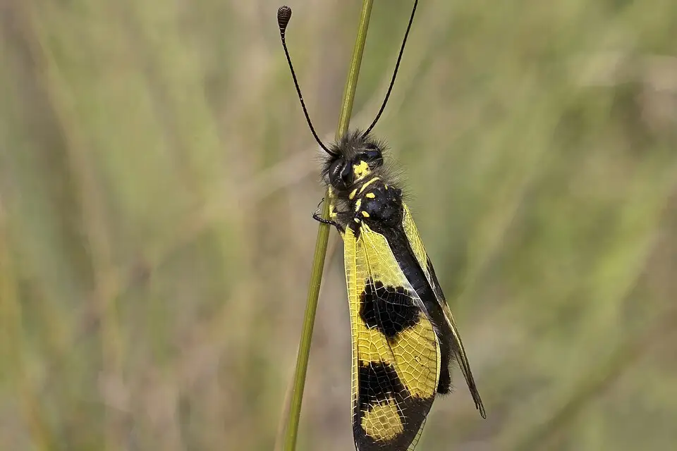 Authentischer Reisemoment in Istrien – passend zu Busreise Istrien Angebote vergleichen – Reisecheck