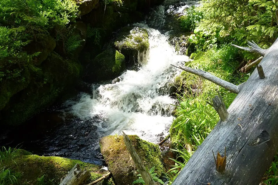 Authentischer Reisemoment in Bayerischen Wald – passend zu Naturreise Bayerischer Wald mit dem Bus – Reiseguide