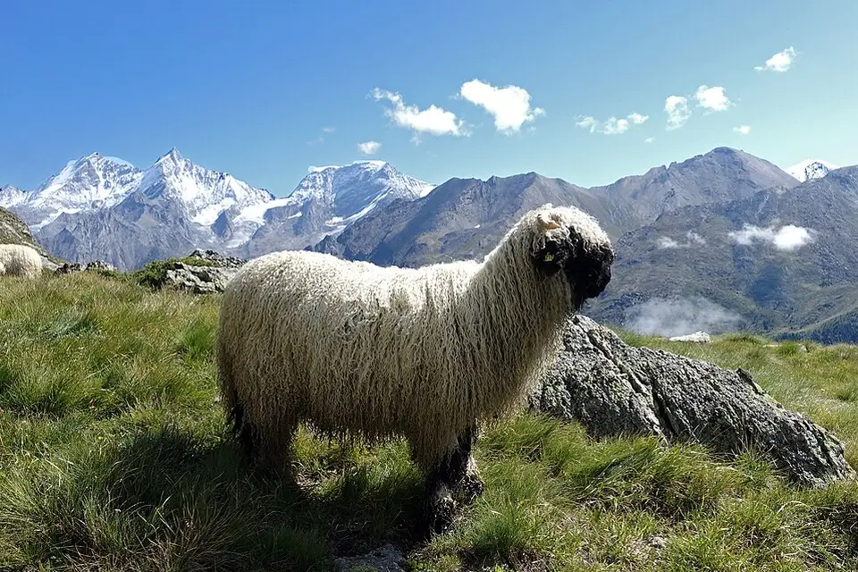 Landschaft und Sehenswürdigkeiten in Wallis für Busreise Wallis für Paare – Reiseguide