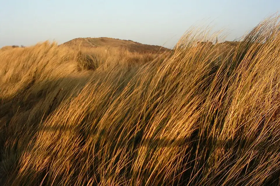 Landschaft und Sehenswürdigkeiten in Zeeland für Naturreise Zeeland mit dem Bus – Tipps zur Auswahl