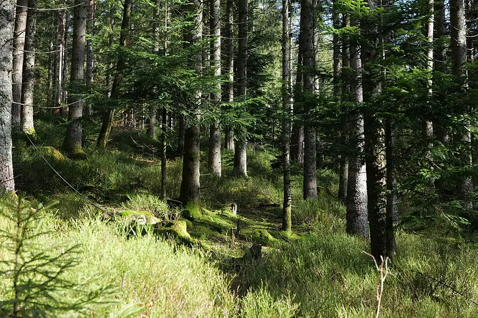 Stimmungsvolle Reiseansicht aus Schwarzwald für Singlereise Schwarzwald mit dem Bus – Tipps zur Auswahl