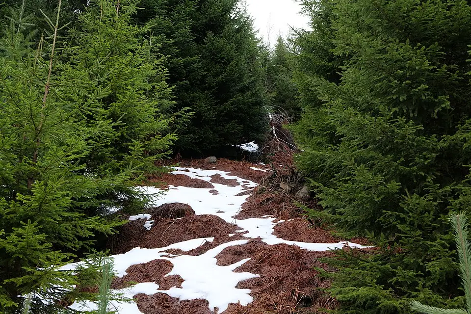 Landschaft und Sehenswürdigkeiten in Schwarzwald für Busreise Schwarzwald ab NRW – Tipps zur Auswahl