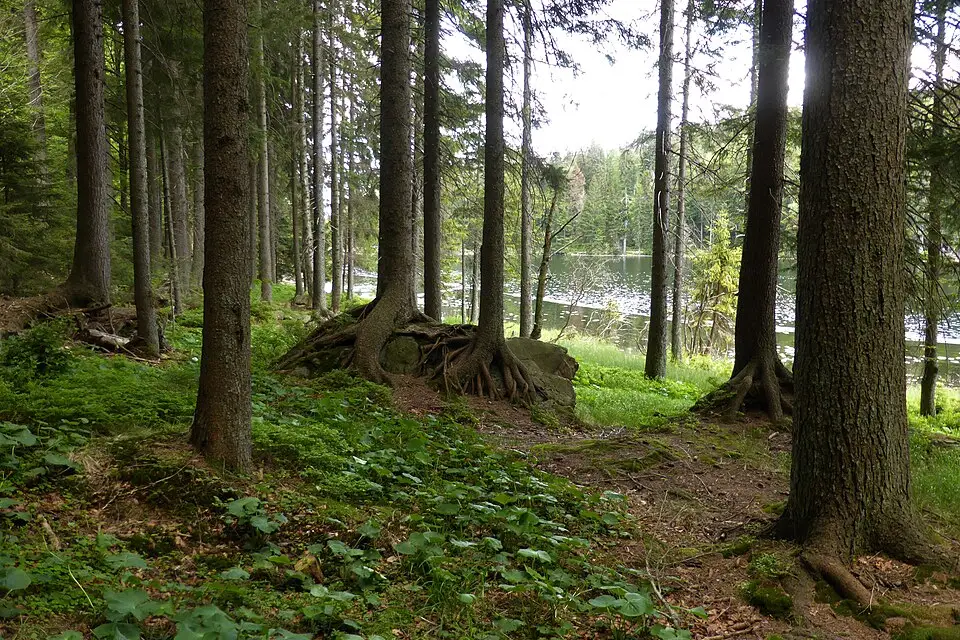 Stimmungsvolle Reiseansicht aus Bayerischen Wald für Vereinsreise Bayerischer Wald mit dem Bus – Tipps zur Auswahl