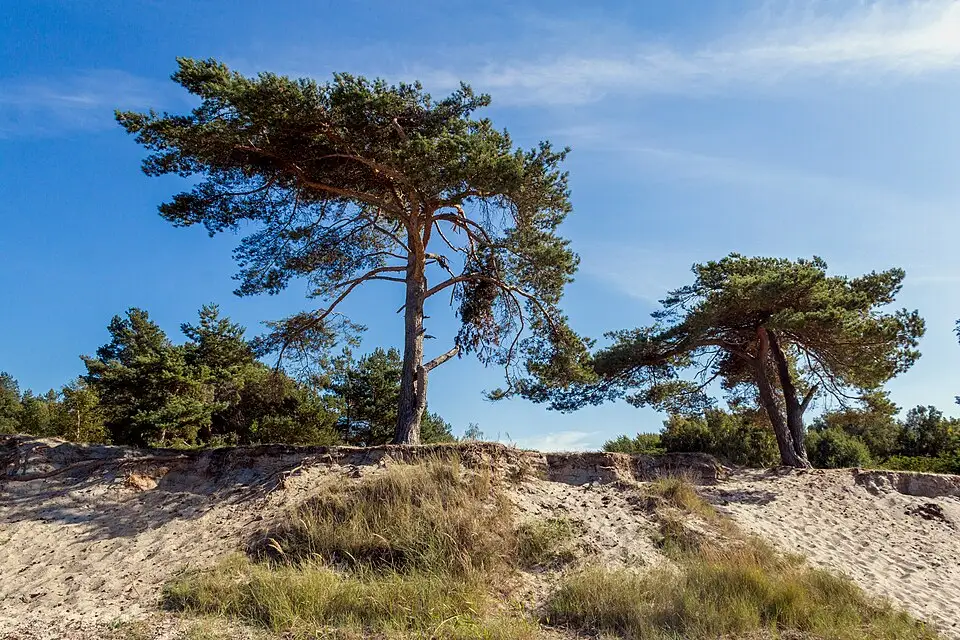 Authentischer Reisemoment in Usedom – passend zu Busreise Usedom mit Reiseleitung – ehrlich eingeordnet