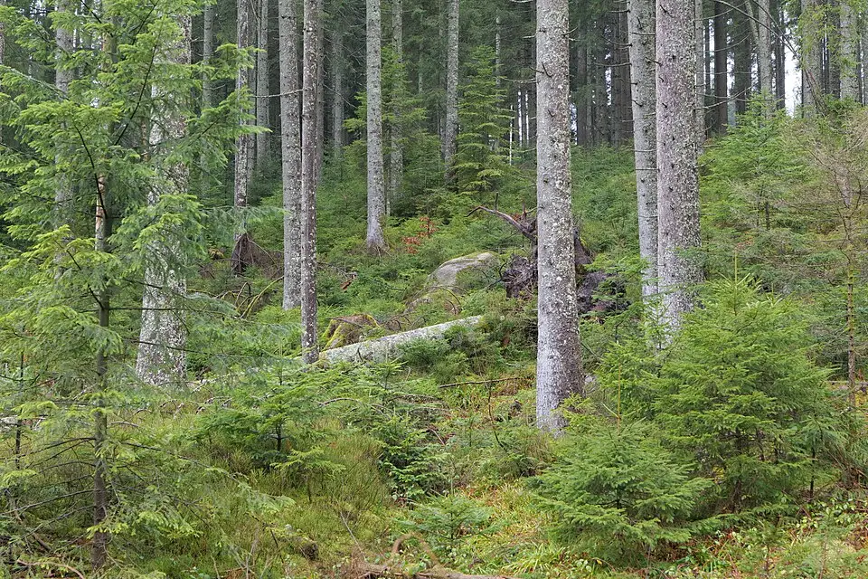 Authentischer Reisemoment in Schwarzwald – passend zu Busreise Schwarzwald 7 Tage – Reiseguide