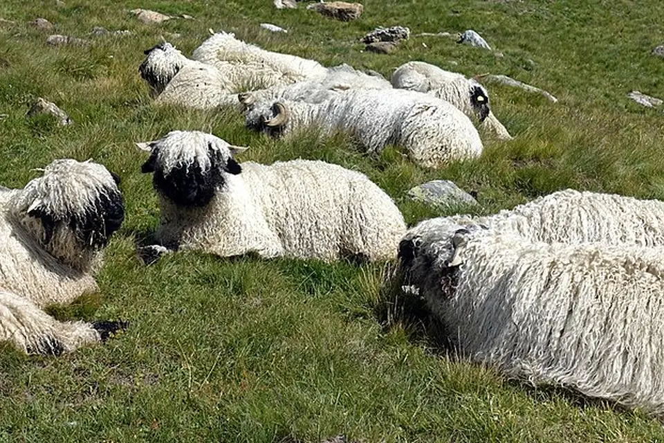 Stimmungsvolle Reiseansicht aus Wallis für Busreise Wallis für Paare – Reiseguide