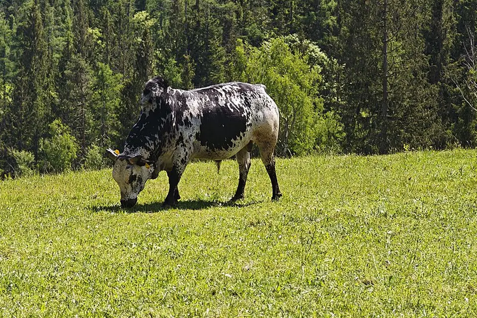 Authentischer Reisemoment in Tirol – passend zu Vereinsreise Tirol mit dem Bus – Reisecheck