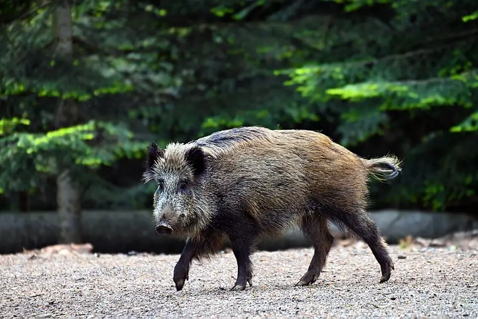 Authentischer Reisemoment in Bayerischen Wald – passend zu Busreise Bayerischer Wald für Senioren – Tipps zur Auswahl