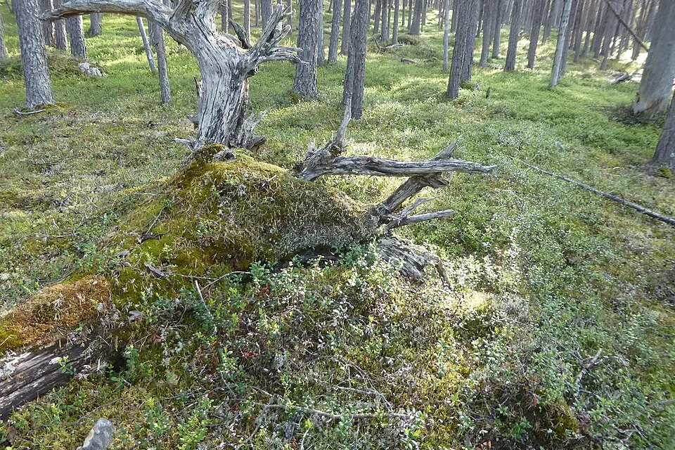 Authentischer Reisemoment in Finnland – passend zu Busreise Finnland übers Wochenende – Reiseguide