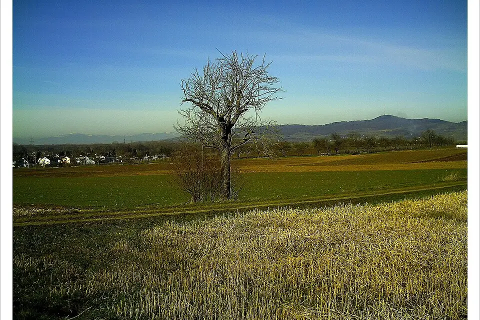 Landschaft und Sehenswürdigkeiten in Rhein für Genussreise Romantischer Rhein mit dem Bus – Route & Leistungen