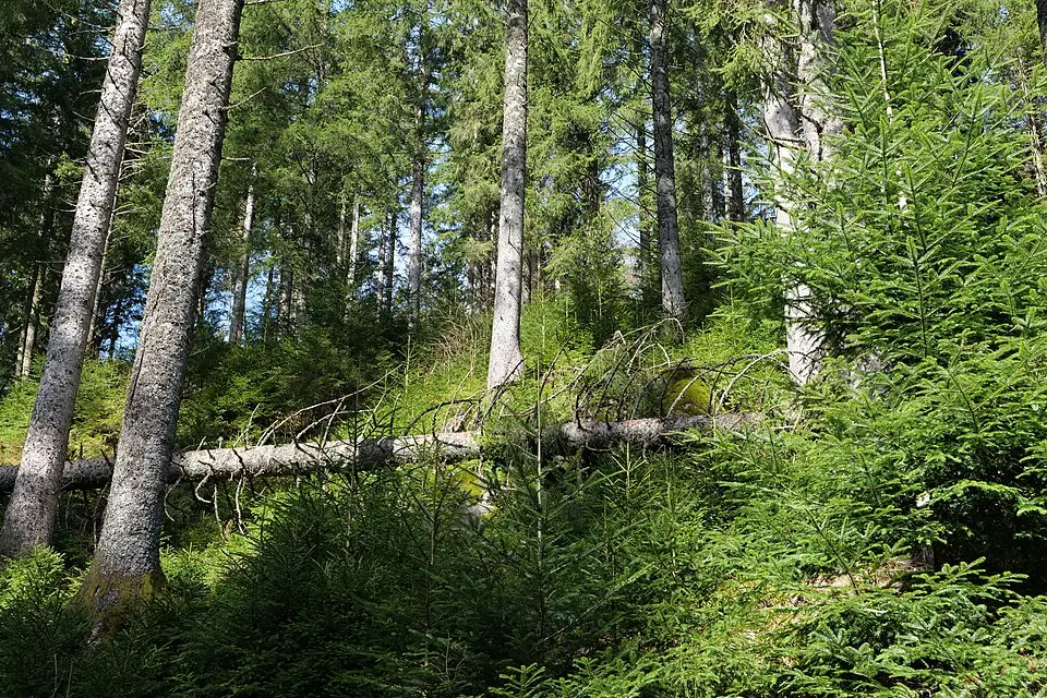 Landschaft und Sehenswürdigkeiten in Schwarzwald für Busreise Schwarzwald mit viel Freizeit – ehrlich eingeordnet