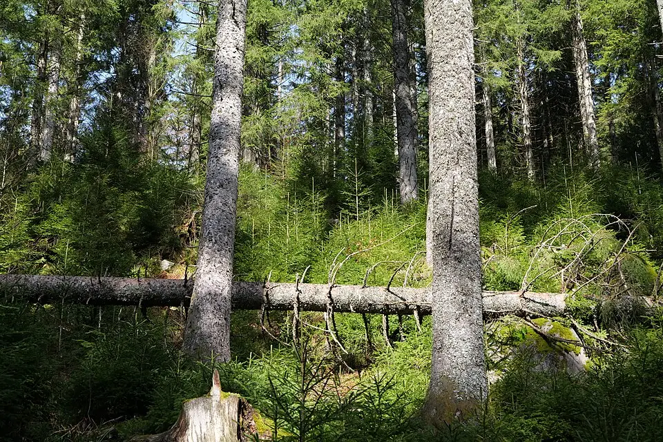 Authentischer Reisemoment in Schwarzwald – passend zu Busreise Schwarzwald mit viel Freizeit – ehrlich eingeordnet