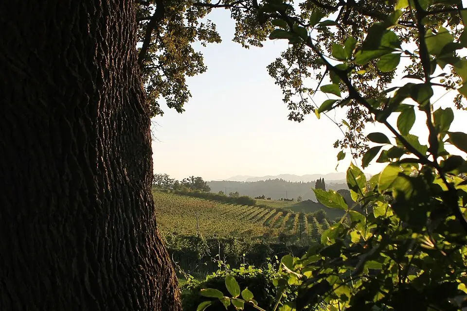 Stimmungsvolle Reiseansicht aus Emilia Romagna für Busreise Emilia-Romagna für Senioren – Reisecheck