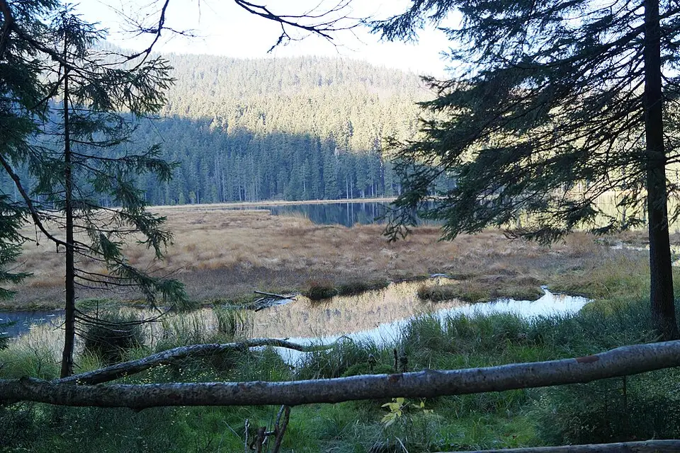 Authentischer Reisemoment in Bayerischen Wald – passend zu Singlereise Bayerischer Wald mit dem Bus – Reiseguide