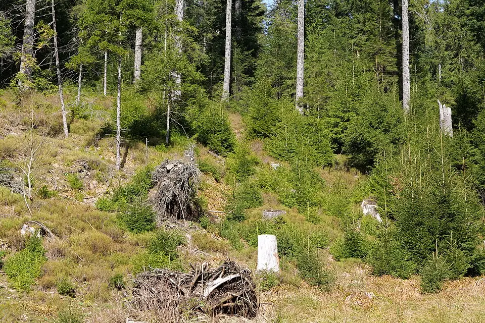 Authentischer Reisemoment in Schwarzwald – passend zu Busreise Schwarzwald mit 4-Sterne-Hotel – Reiseguide