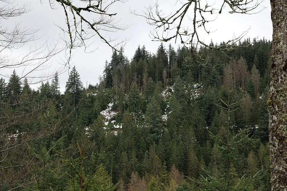 Authentischer Reisemoment in Schwarzwald – passend zu Busreise Schwarzwald ab NRW – Tipps zur Auswahl