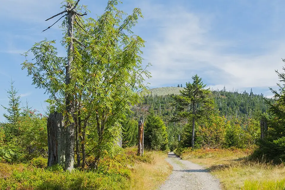 Stimmungsvolle Reiseansicht aus Bayerischen Wald für Busreise Bayerischer Wald für Familien – Reisecheck