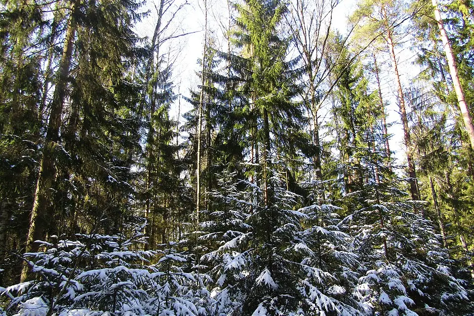 Authentischer Reisemoment in Baltikum – passend zu Busreise Baltikum übers Wochenende – ehrlich eingeordnet