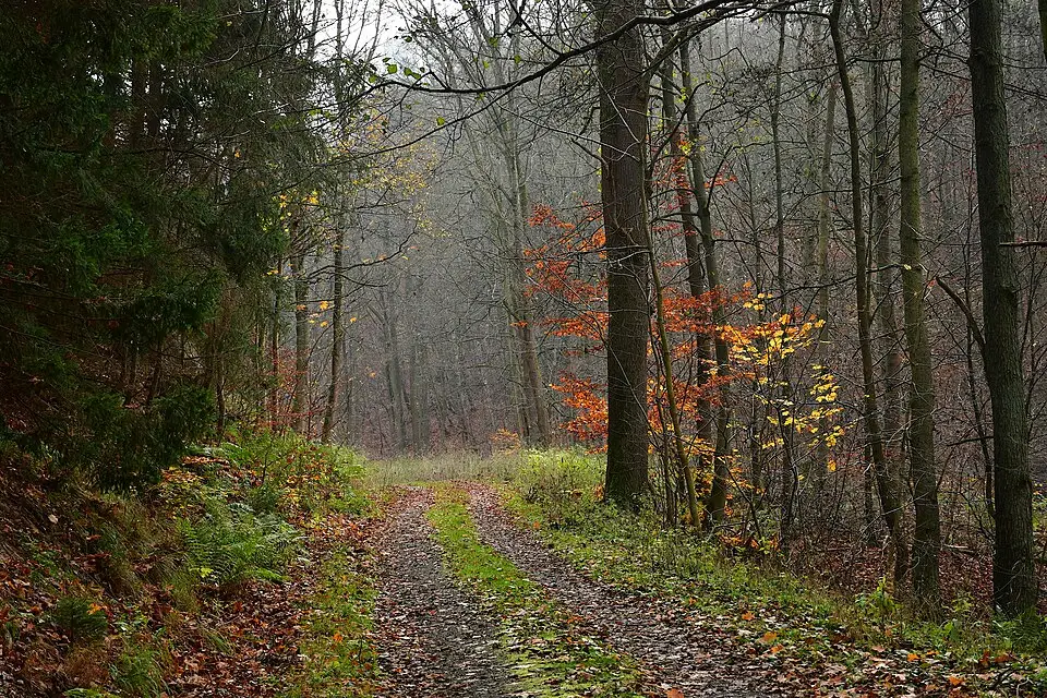 Stimmungsvolle Reiseansicht aus Harz für Barrierearme Busreise Harz – ehrlich eingeordnet
