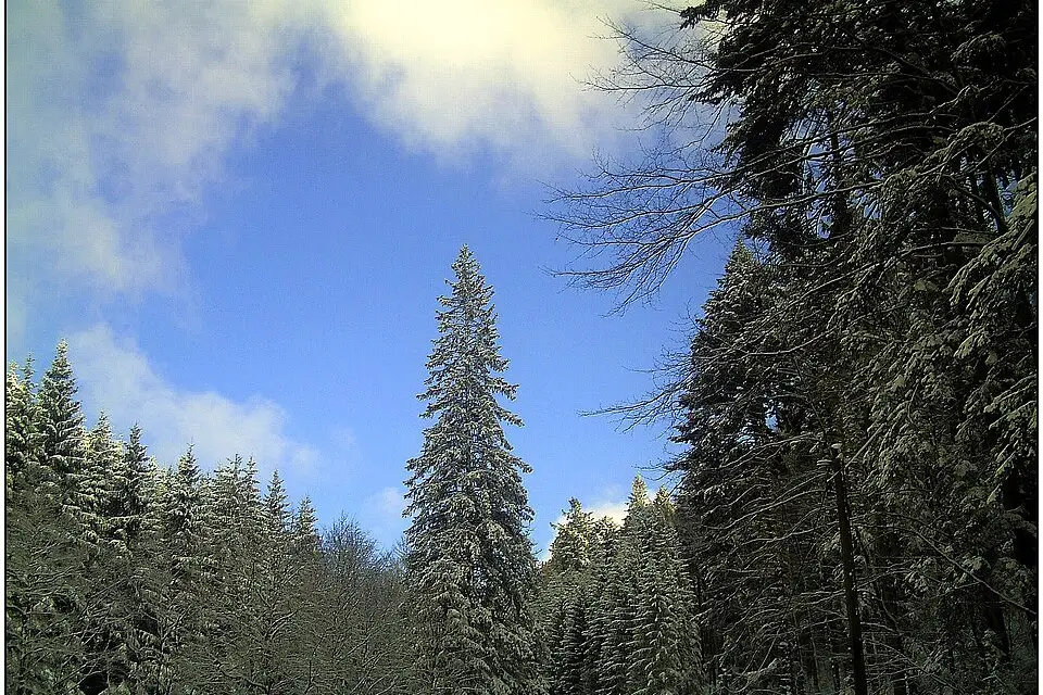 Authentischer Reisemoment in Schwarzwald – passend zu Günstige Busreise Schwarzwald – Tipps zur Auswahl