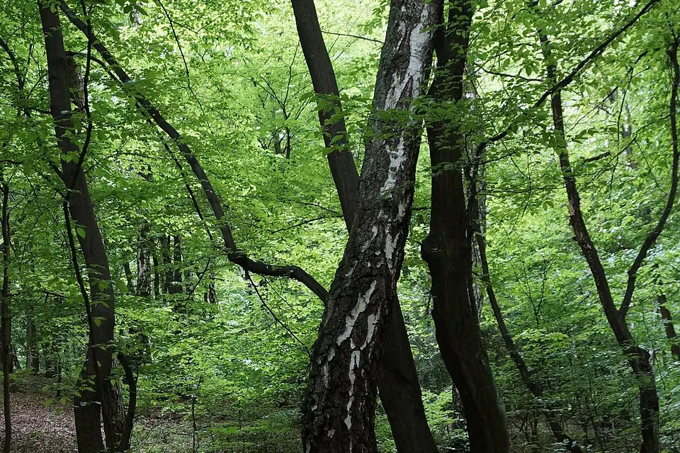 Authentischer Reisemoment in Krakau – passend zu Naturreise Krakau mit dem Bus – Reisecheck