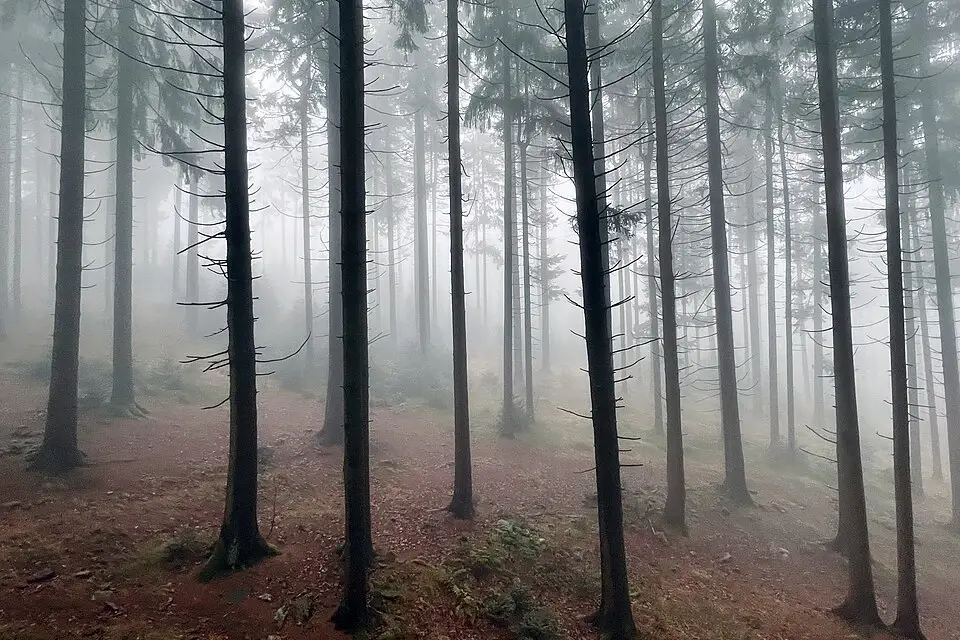 Stimmungsvolle Reiseansicht aus Bayerischen Wald für Busreise Bayerischer Wald mit Panoramabahn – Reisecheck