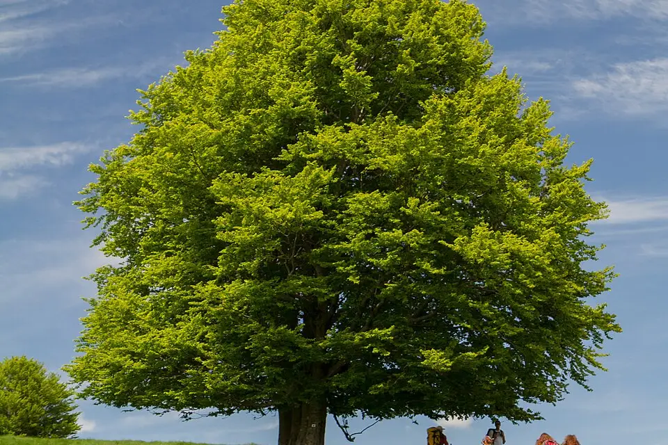 Landschaft und Sehenswürdigkeiten in Elsass für Singlereise Elsass mit dem Bus – Reisecheck