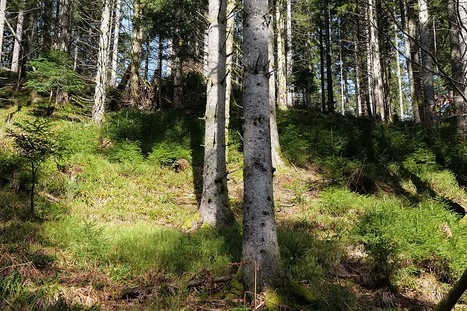 Stimmungsvolle Reiseansicht aus Schwarzwald für Busreise Schwarzwald mit viel Freizeit – ehrlich eingeordnet