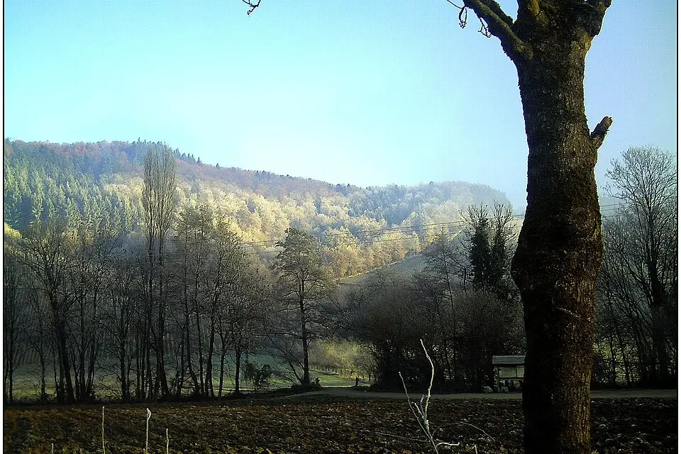 Stimmungsvolle Reiseansicht aus Schwarzwald für Busreise Schwarzwald – Reisecheck