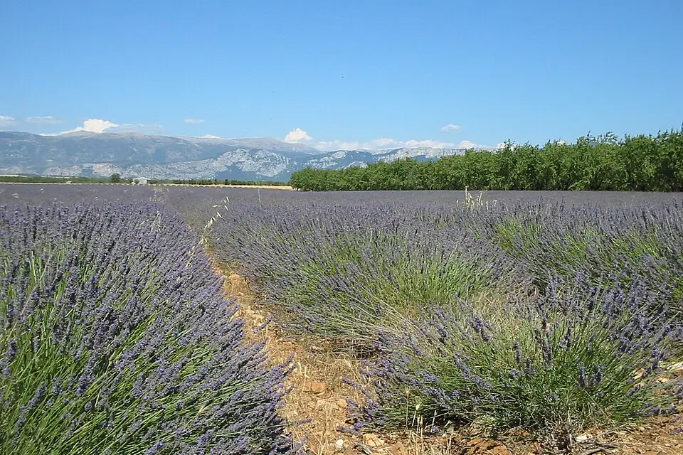 Authentischer Reisemoment in Provence – passend zu Weihnachtsreise Provence mit dem Bus – Dauer & Komfort