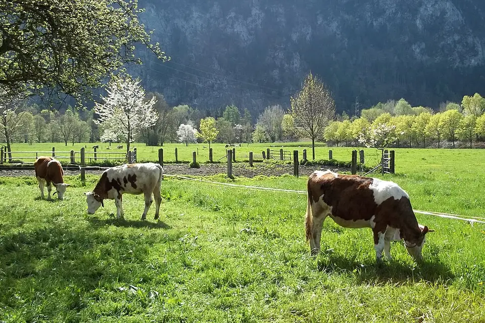 Landschaft und Sehenswürdigkeiten in Berner Oberland für Busreise Berner Oberland ab Stuttgart – Reisecheck